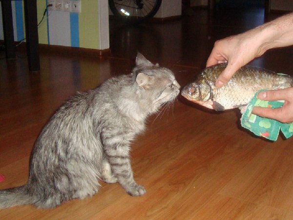 фокс с рыбой.JPG