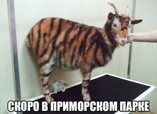 image.jpeg